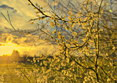 Fotografie Apfelblüten im Sonnenuntergang gelb