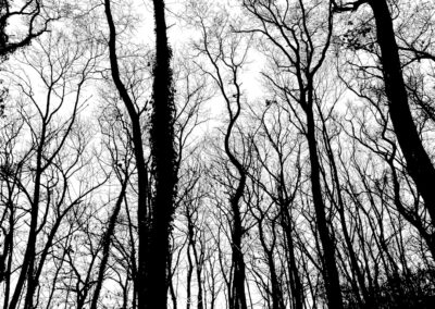 Schwarz-weiß Fotografie von Bäumen im Wald