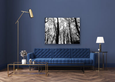 Schwarz-weiß Fotografie von Bäumen im Wald an dunkelblauer Wand über einem dunkelblauen Sofa