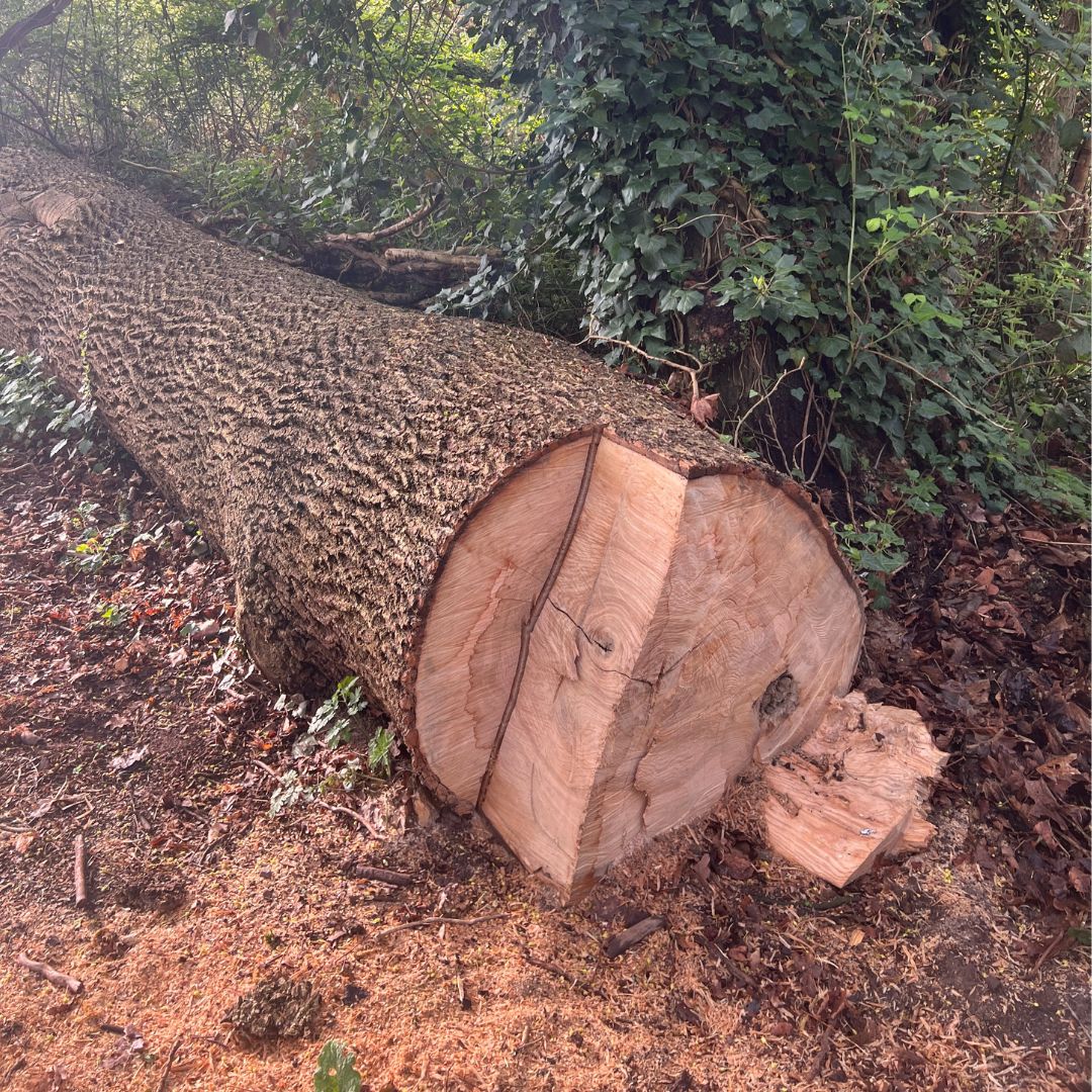 Gefällter Baumstamm 2025