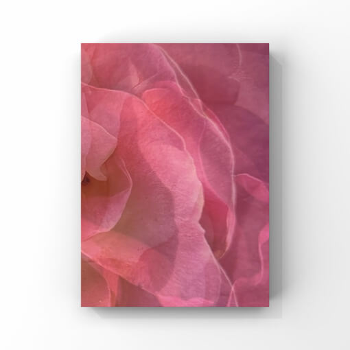 Detailfotografie von Blütenblättern in Rosa-Rot-Tönen