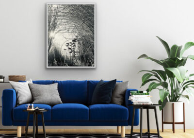 Schwarz-weiß Fotografie von gebogenen Gräsern im weißen Schattenfugenrahmen über blauem Samtsofa