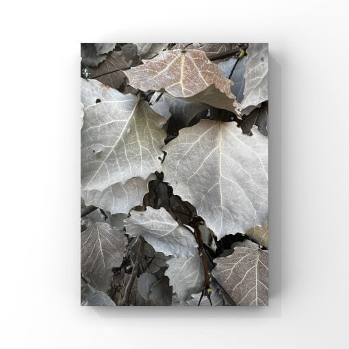 Detailfotografie von grauen Laubblättern | CR Interior Art | Christina Rasimus