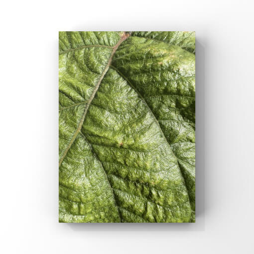 Detailfotografie eines grünen Blattes