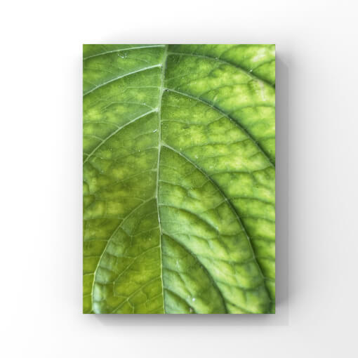 Detailfotografie eines grünen Blattes