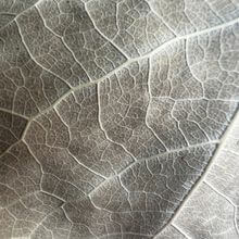 Detailfotografie Blattstruktur ©CR Interior Art