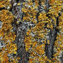Detailfotografie Pilzflechte ©CR Interior Art