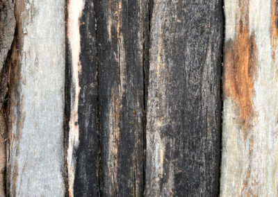 Detailfotografie eines Baumes mit schwarz-brauner Rinde