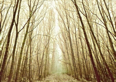 Waldweg gelb Fotografie