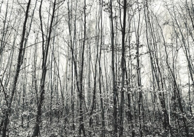 Wald schwarz-weiß Fotografie